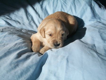 Picture of Black Puppy Paws 2